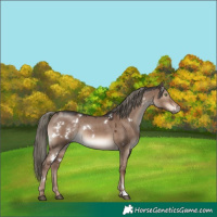 Horse Color:White Spotted Liver Red Dun Mushroom Rabicano
