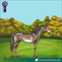 Horse Color:White Spotted Liver Red Dun Mushroom Rabicano Brindle