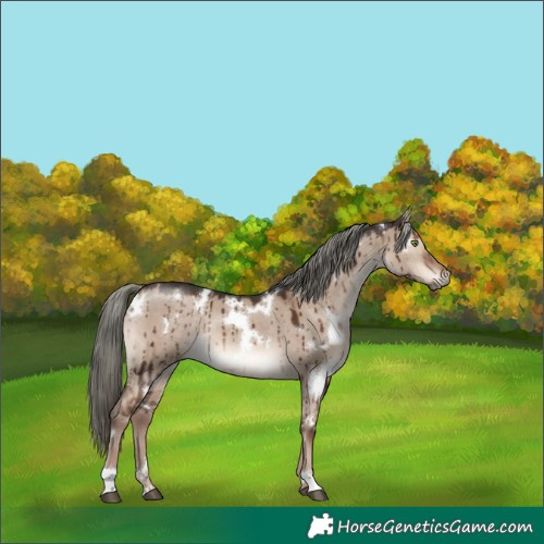 Horse Color:White Spotted Liver Red Dun Mushroom Rabicano Brindle 