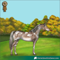 Horse Color:White Spotted Liver Red Dun Mushroom Rabicano 
