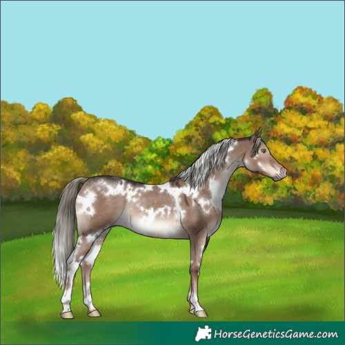 Horse Color:White Spotted Liver Red Dun Mushroom Rabicano 
