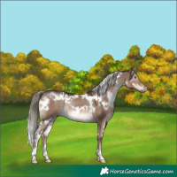 Horse Color:White Spotted Liver Red Dun Mushroom Rabicano 