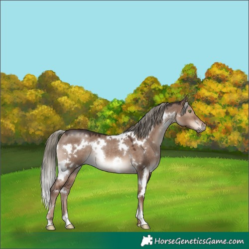 Horse Color:White Spotted Liver Red Dun Mushroom Rabicano 