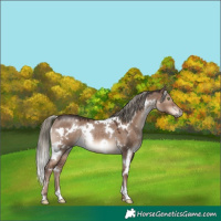 Horse Color:White Spotted Liver Red Dun Mushroom Rabicano 