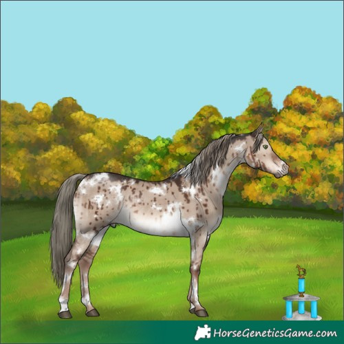 Horse Color:White Spotted Liver Red Dun Mushroom Rabicano Brindle