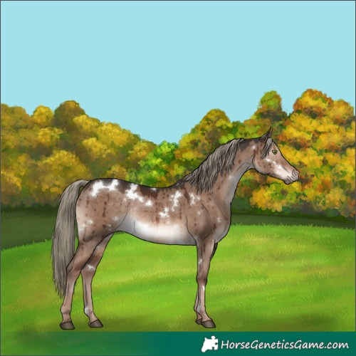 Horse Color:White Spotted Liver Red Dun Mushroom Rabicano Brindle