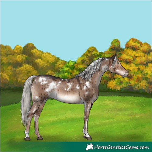 Horse Color:White Spotted Liver Red Dun Mushroom Rabicano Brindle 