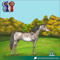Horse Color:White Spotted Liver Red Dun Mushroom Rabicano Brindle 