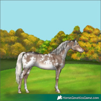 Horse Color:White Spotted Liver Red Dun Mushroom Rabicano 