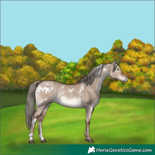 Horse Color:White Spotted Liver Red Dun Mushroom Rabicano Brindle 