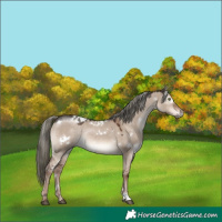 Horse Color:White Spotted Liver Red Dun Mushroom Rabicano 