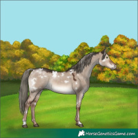 Horse Color:White Spotted Liver Red Dun Mushroom Rabicano 