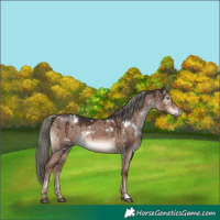 Horse Color:White Spotted Liver Red Dun Mushroom Rabicano Brindle