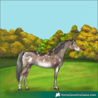 Horse Color:White Spotted Liver Red Dun Mushroom Rabicano 