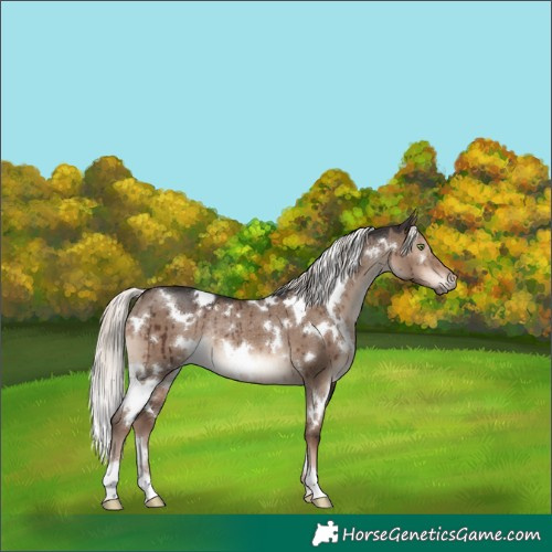 Horse Color:White Spotted Liver Red Dun Mushroom Rabicano Brindle 