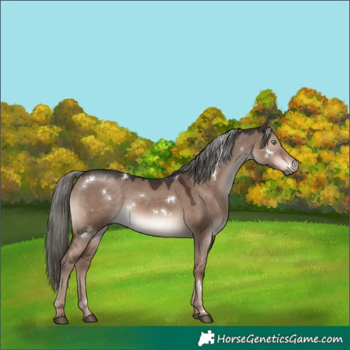 Horse Color:White Spotted Liver Red Dun Mushroom Rabicano 