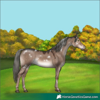 Horse Color:White Spotted Liver Red Dun Mushroom Rabicano 
