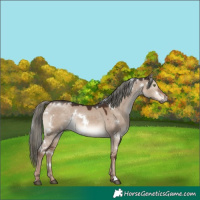 Horse Color:White Spotted Liver Red Dun Mushroom Rabicano