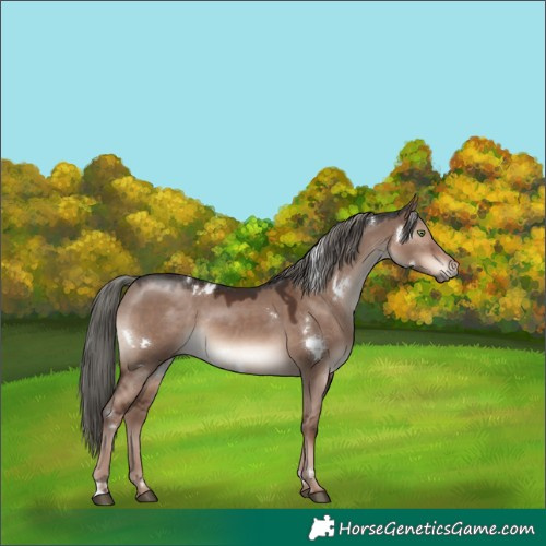 Horse Color:White Spotted Liver Red Dun Mushroom Rabicano 