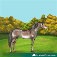 Horse Color:White Spotted Liver Red Dun Mushroom Rabicano 