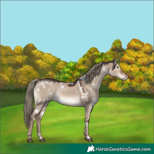 Horse Color:White Spotted Liver Red Dun Mushroom Rabicano 