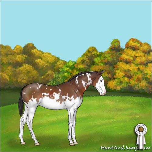 Horse Color:White Spotted Bay Splash 