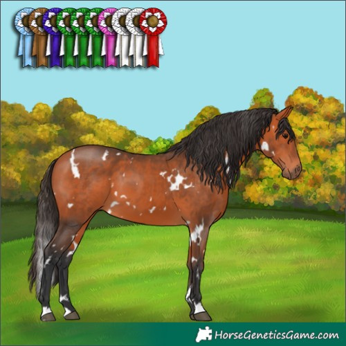 Horse Color:White Spotted Bay Sabino 