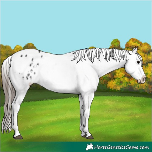 Horse Color:Black Sabino Tobiano Appaloosa 
