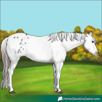 Horse Color:Black Sabino Tobiano Appaloosa 