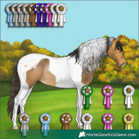 Horse Color:Buckskin Tobiano Rabicano
