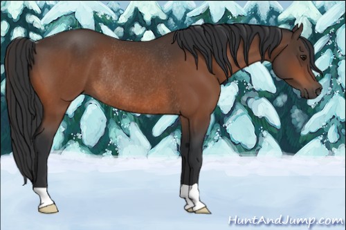 Horse Color:Bay Rabicano 