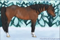 Horse Color:Bay Rabicano 