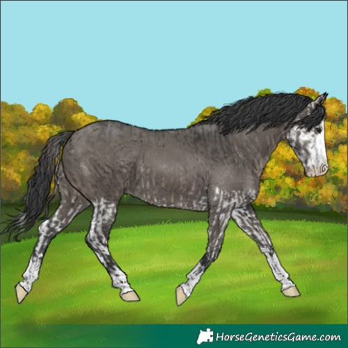 Horse Color:Brown Dun Splash  and Grullo 