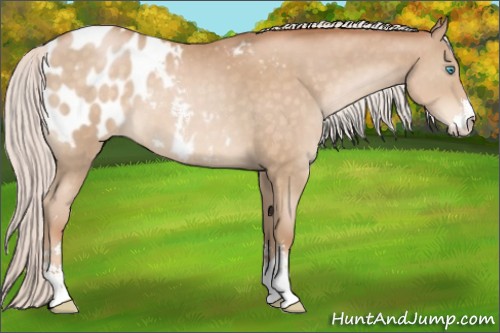 Horse Color:Silver Buckskin Pearl Sabino Appaloosa 