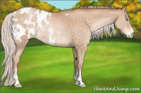 Horse Color:Silver Buckskin Pearl Sabino Appaloosa 