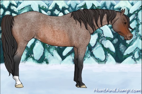Horse Color:Bay Roan Varnish 