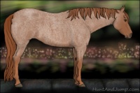 Horse Color:Red Roan 