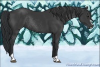 Horse Color:Black Sabino Rabicano 
