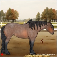 Horse Color:Bay Roan 