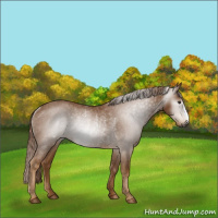 Horse Color:Gray Chestnut Rabicano
