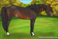 Horse Color:Brown Rabicano 