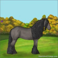 Horse Color:Grullo  and Grullo 