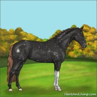 Horse Color:Liver Chestnut Appaloosa 
