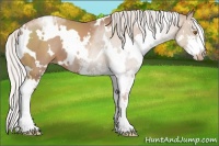 Horse Color:White Spotted Silver Black Pearl Sabino 