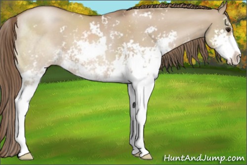 Horse Color:Grullo Pearl Sabino 