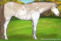 Horse Color:Grullo Pearl Sabino 