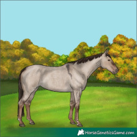 Horse Color:Liver Red Dun Roan 