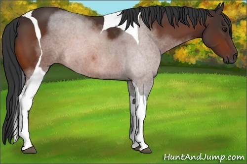 Horse Color:Bay Tobiano 