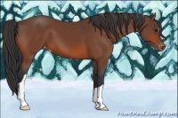 Horse Color:Bay Appaloosa 