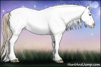 Horse Color:Chestnut Appaloosa 